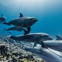 Ein Gruppe Grosse Tümmler schwimmen durch Korallenriffe im ägyptischen Teil des Roten Meeres.