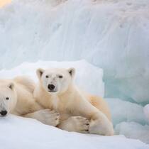 «Polar Bear» ist eines von drei Naturdokus, die Disney+ am 22. April aufschaltet.