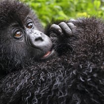 David Attenborough sieht die Intelligenz der Gorillas in ihren Augen gespiegelt.