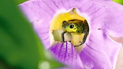 Wie im Märchen: So eine Orchidee ist ein formidables Versteck für einen Pfeilgiftfrosch.