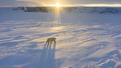 Ein Eisbär streift durch die Tundra der Arktis.