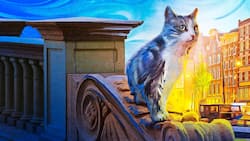 Katzenliebe