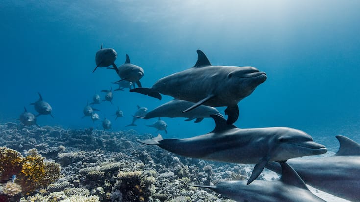 Ein Gruppe Grosse Tümmler schwimmen durch Korallenriffe im ägyptischen Teil des Roten Meeres.