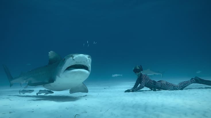 Haile mit Weile: Ocean Ramsey taucht ungeschützt und unaufgeregt mit Weissen Haien.