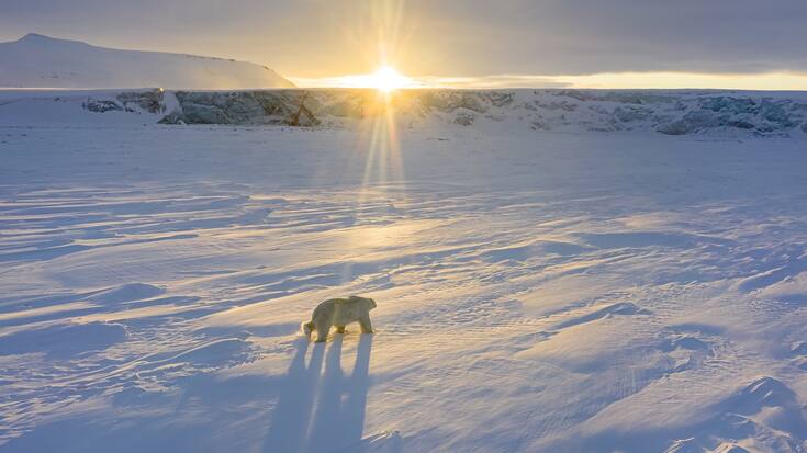 Polar Bear