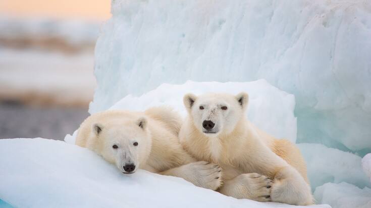 Disneynature POLAR BEAR - Photo by Jeff Wilson. Â©2022 Disney Enterprises, Inc. All Rights Reserved. 