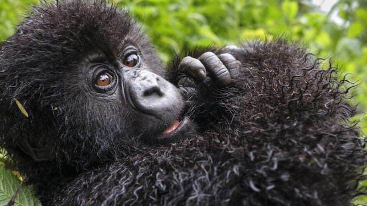 Ben Cherry Gorilla Selection-99.jpg