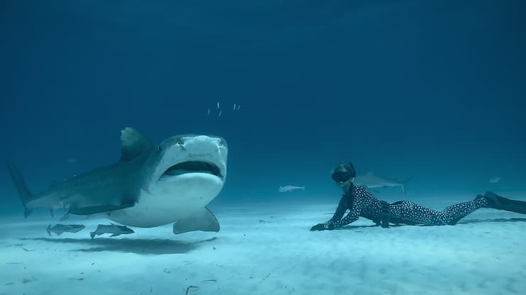 Haile mit Weile: Ocean Ramsey taucht ungeschützt und unaufgeregt mit Weissen Haien.