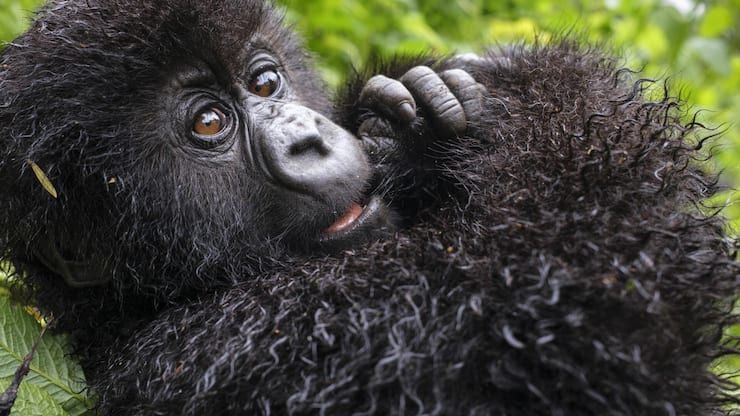 Ben Cherry Gorilla Selection-99.jpg