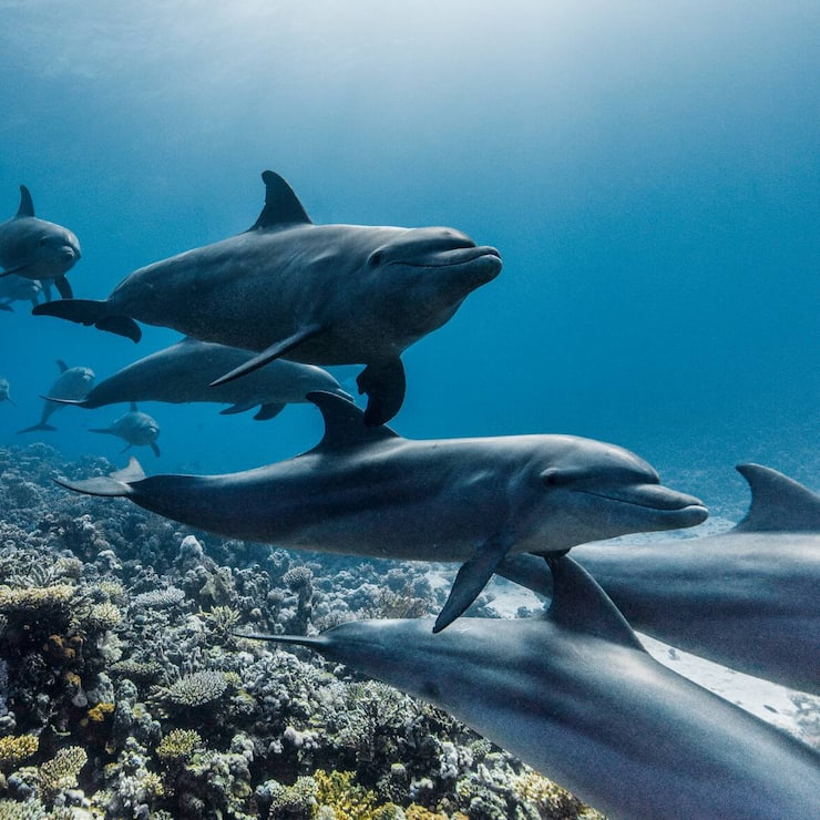 Ozean mit David Attenborough