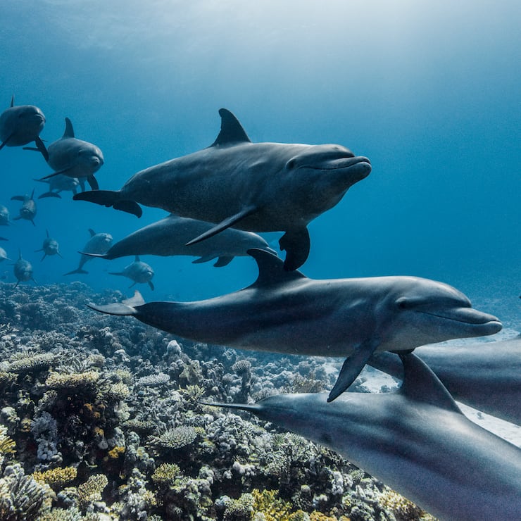 Ein Gruppe Grosse Tümmler schwimmen durch Korallenriffe im ägyptischen Teil des Roten Meeres.