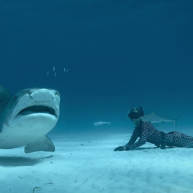 Haile mit Weile: Ocean Ramsey taucht ungeschützt und unaufgeregt mit Weissen Haien.