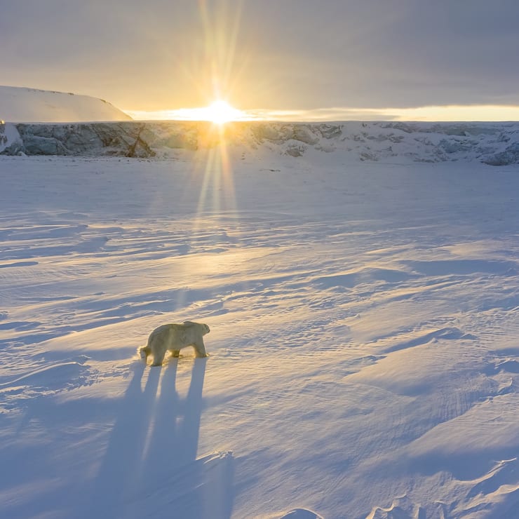 Polar Bear