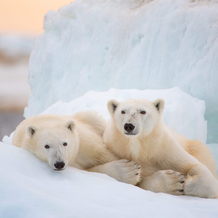 Disneynature POLAR BEAR - Photo by Jeff Wilson. ©2022 Disney Enterprises, Inc. All Rights Reserved.