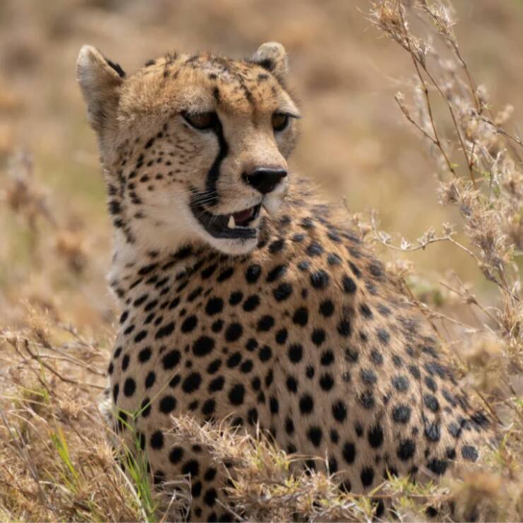 Predators