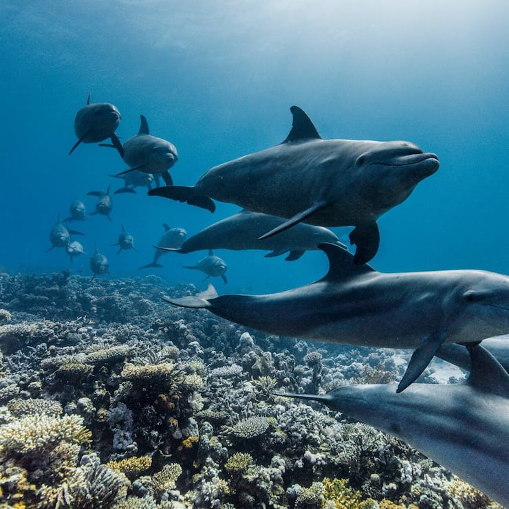 Ozean mit David Attenborough