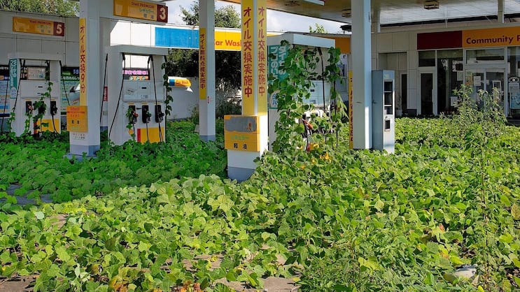 Sinnbild einer Region: Kehrt je wieder Leben in die Sperrzone von Fukushima zurück?