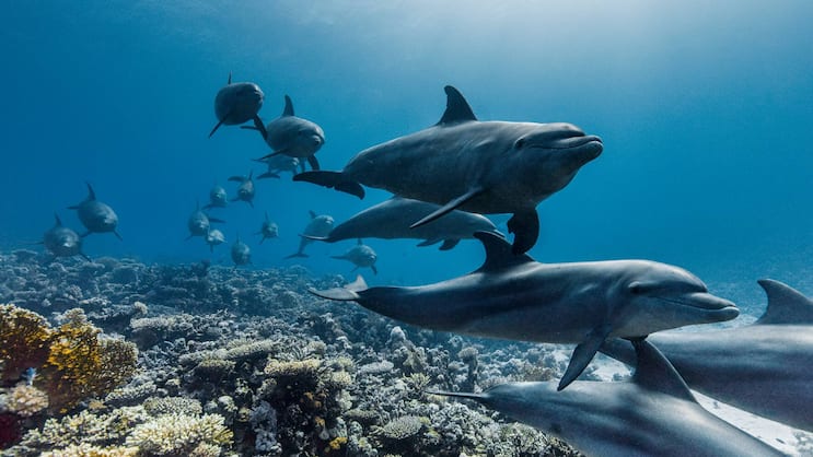 Ein Gruppe Grosse Tümmler schwimmen durch Korallenriffe im ägyptischen Teil des Roten Meeres.