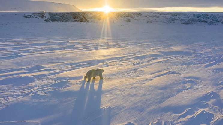 Ein Eisbär streift durch die Tundra der Arktis.
