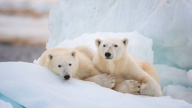 «Polar Bear» ist eines von drei Naturdokus, die Disney+ am 22. April aufschaltet.