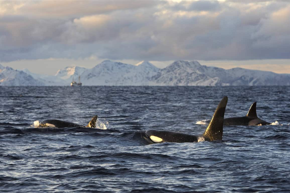 Expeditiionen ins Tierreich