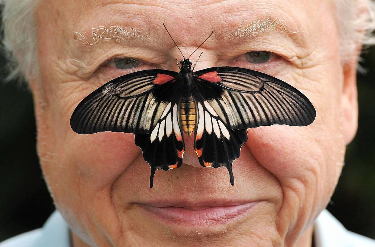 G5A716 Butterfly Conservation President Sir David Attenborough with a south east Asian Great Mormon Butterfly on his nose, as he launched the Big Butterfly count at the London Zoo in Regent's Park, London.