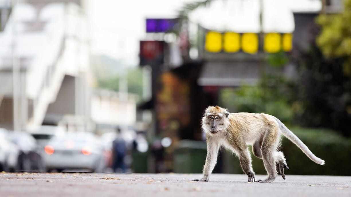 Die Makaken stellen Singapur auf den Kopf.