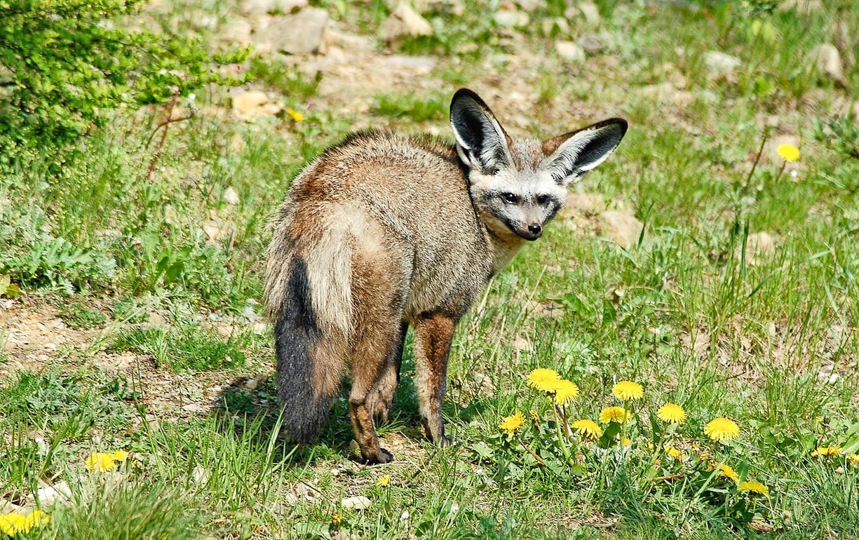 Löffelhund