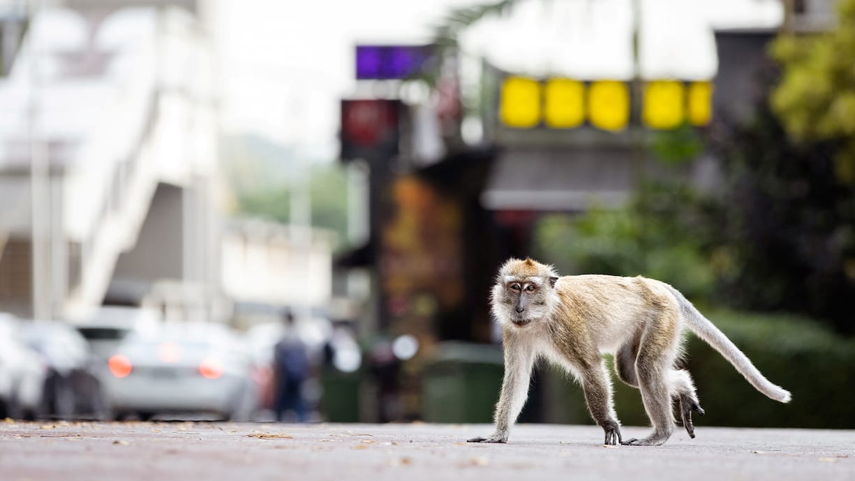   Die Makaken stellen Singapur auf den Kopf.