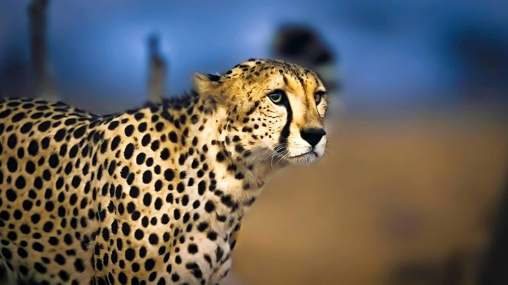 Earth at Night in Color