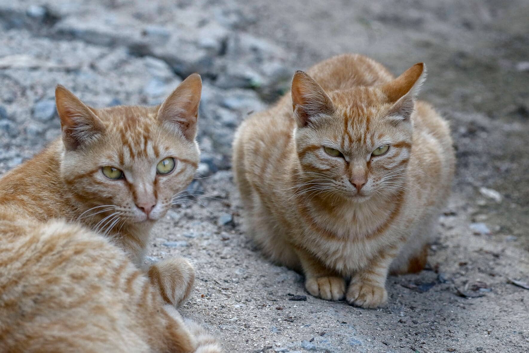 Zwei rothaarige Katzen sitzen am Boden und schauen in die Kamera.