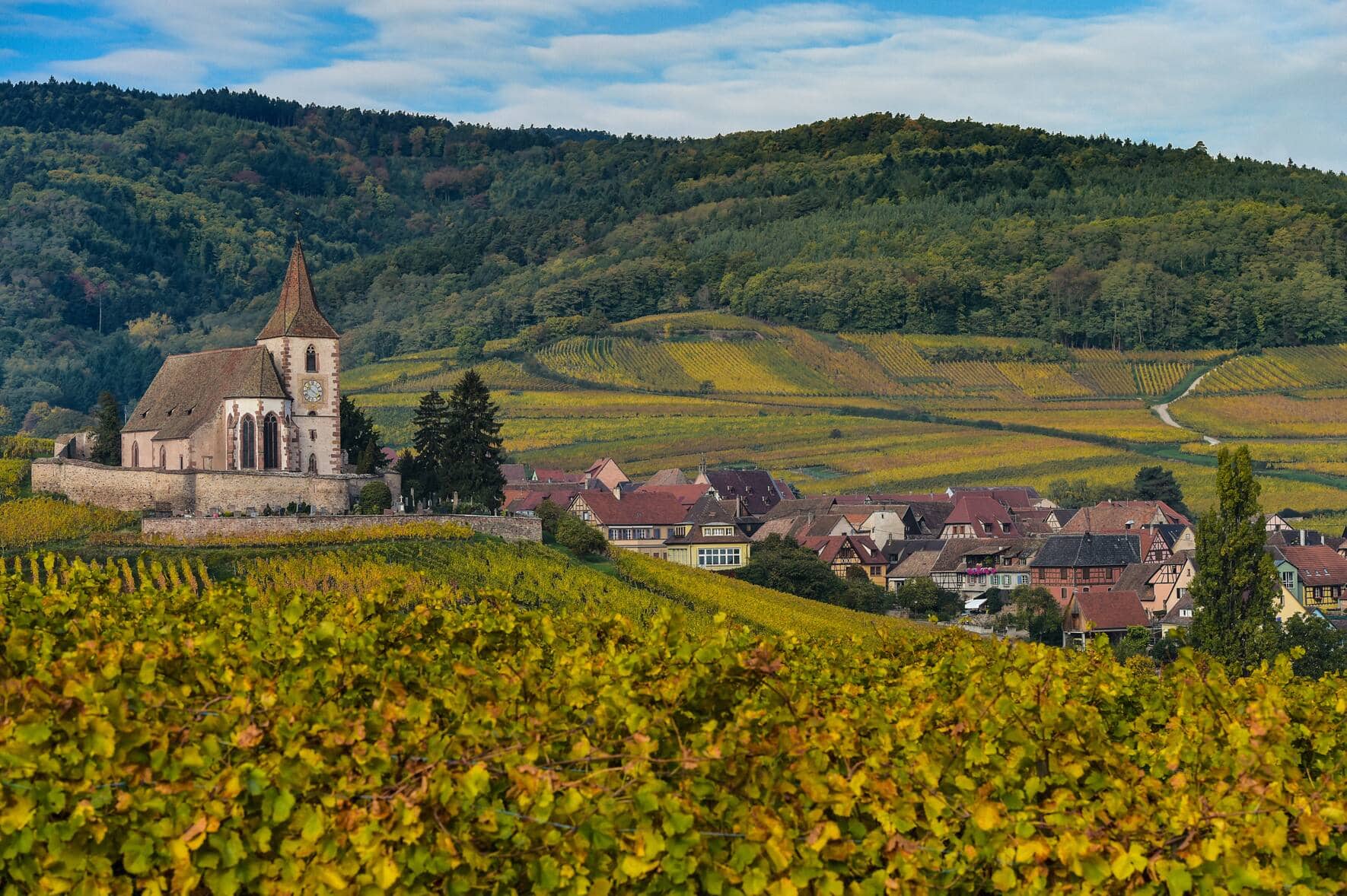 Entlang der Route des vins d'Alsace, das Dorf Hunawihr mit einer mächtigen Kirche. Im Vordergrund: Rebberge