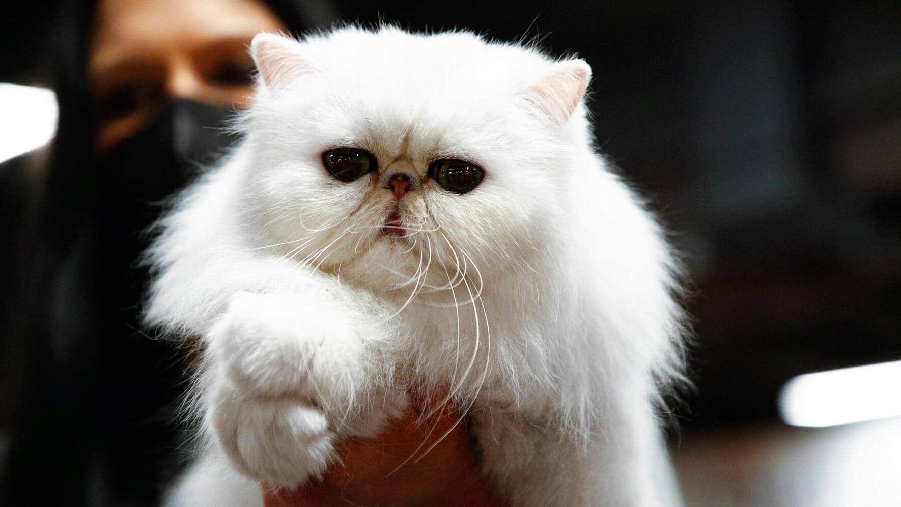 Quattro zampe in passerella