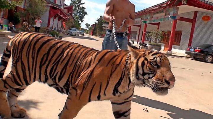 Tiger Mafia