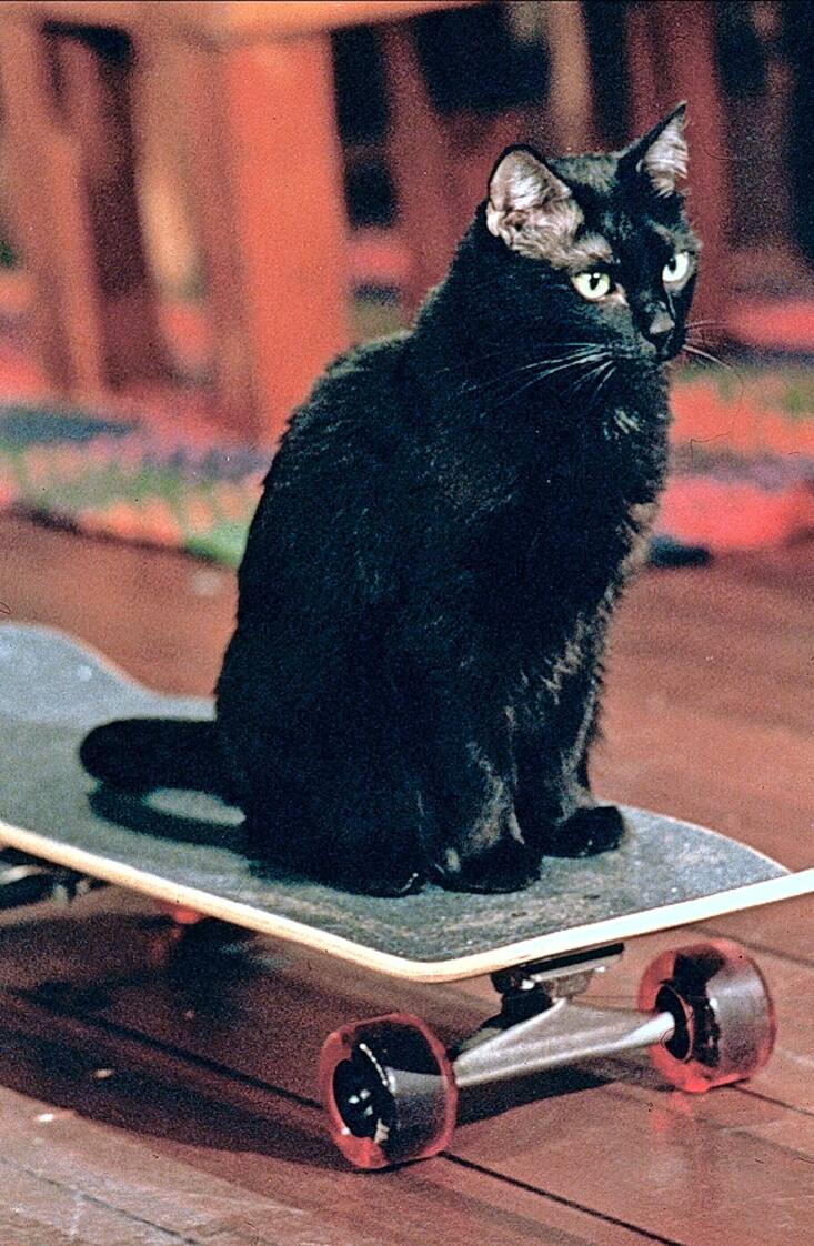 Salem The Cat Film: Sabrina, The Teenage Witch : Season 1 1996 Director: Peter Baldwin 27 September 1996 Salem voiced by Nick Bakay Photo Credits: The WB/Randy Tepper PUBLICATIONxINxGERxSUIxAUTxONLY Copyright: MaryxEvansxAFxArchivexABC 12552979 editorial use only