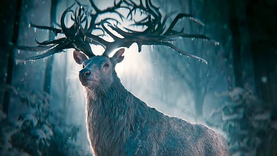 Shadow and Bone